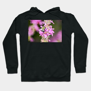 Pollen, Nectar Summer Hoodie